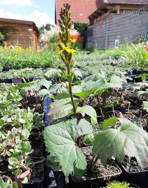 Ligularia sibirica `Bottle Rocket`